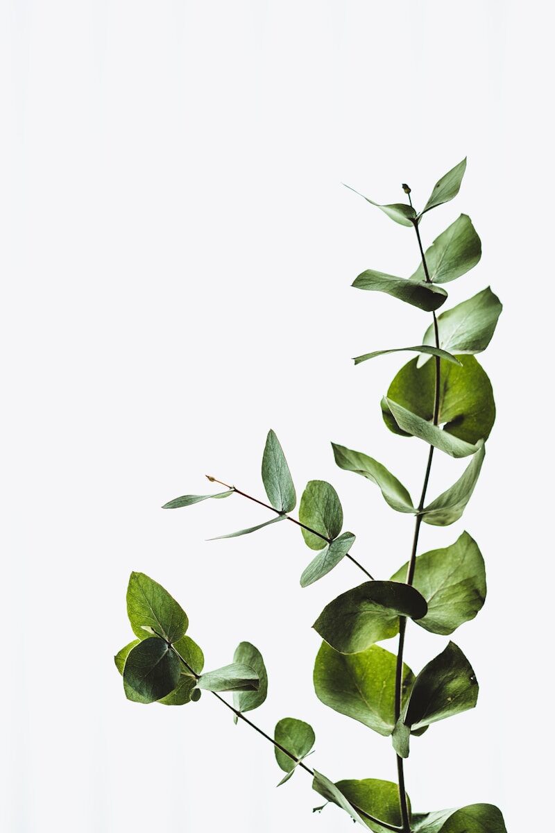Accueil green leaf