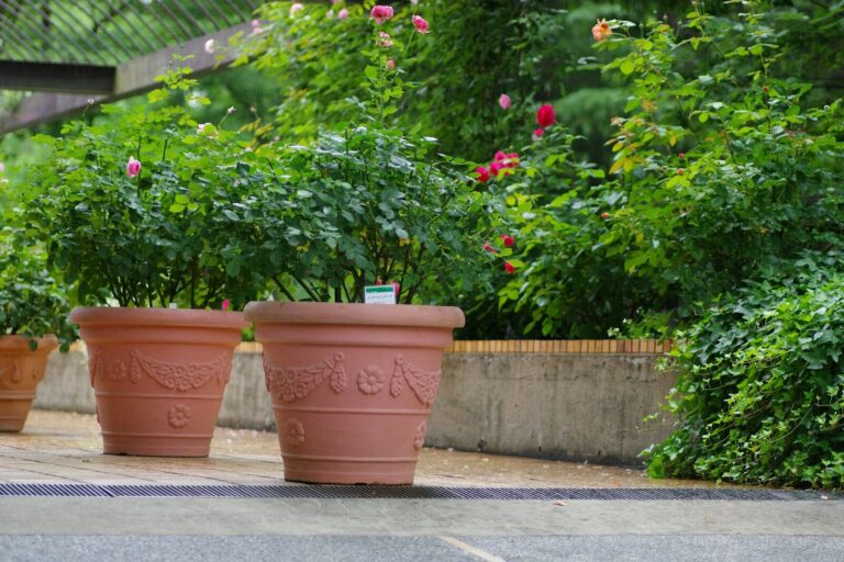 A row of potted plants sitting on the side of a road